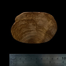 Load image into Gallery viewer, BMSWS101 Black Meat Figured Mysore Sandalwood Slice 9.5mm Thickness 29.5 grams
