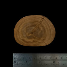 Load image into Gallery viewer, BMSWS087 Black Meat Figured Mysore Sandalwood Slice 5.7mm Thickness 16.5 grams
