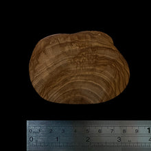 Load image into Gallery viewer, BMSWS088 Black Meat Figured Mysore Sandalwood Slice 9mm Thickness 26.7 grams
