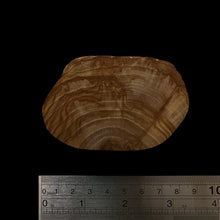 Load image into Gallery viewer, BMSWS089 Black Meat Figured Mysore Sandalwood Slice 9mm Thickness 26.7 grams
