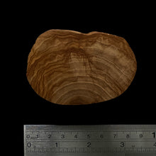 Load image into Gallery viewer, BMSWS106 Black Meat Figured Mysore Sandalwood Slice 9.5mm Thickness 27.6 grams
