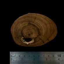 Load image into Gallery viewer, BMSWS123 Black Meat Figured Mysore Sandalwood Slab 11.1mm Thickness 40.7 grams

