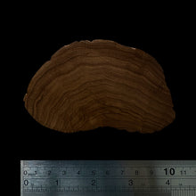 Load image into Gallery viewer, BMSWS149 Black Meat Figured Mysore Sandalwood Slab 7.8mm Thickness 37.9 grams
