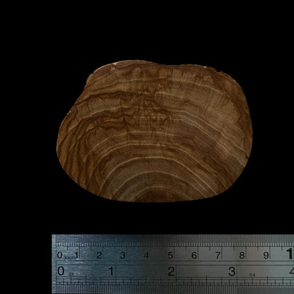 BMSWS088 Black Meat Figured Mysore Sandalwood Slice 9mm Thickness 26.7 grams