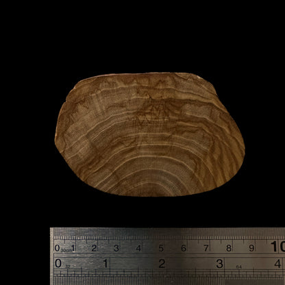 BMSWS089 Black Meat Figured Mysore Sandalwood Slice 9mm Thickness 26.7 grams