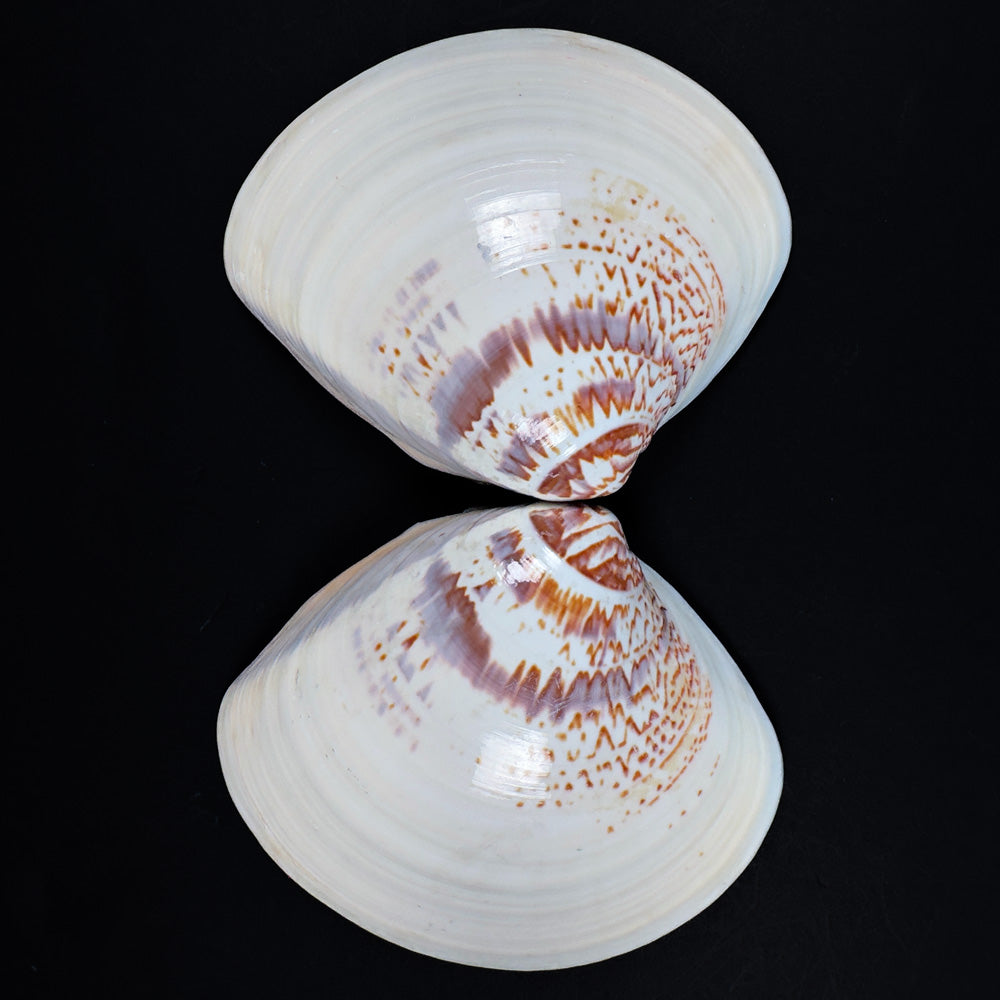 Japanese Hamaguri Shell Kōgō Gold Leaf Interior with Mandarin Duck Motif (Pre-loved)