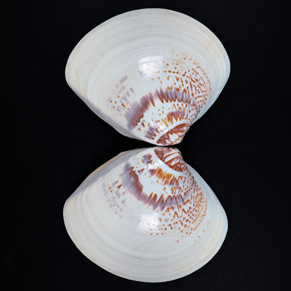 Japanese Hamaguri Shell Kōgō Gold Leaf Interior with Mandarin Duck Motif (Pre-loved)