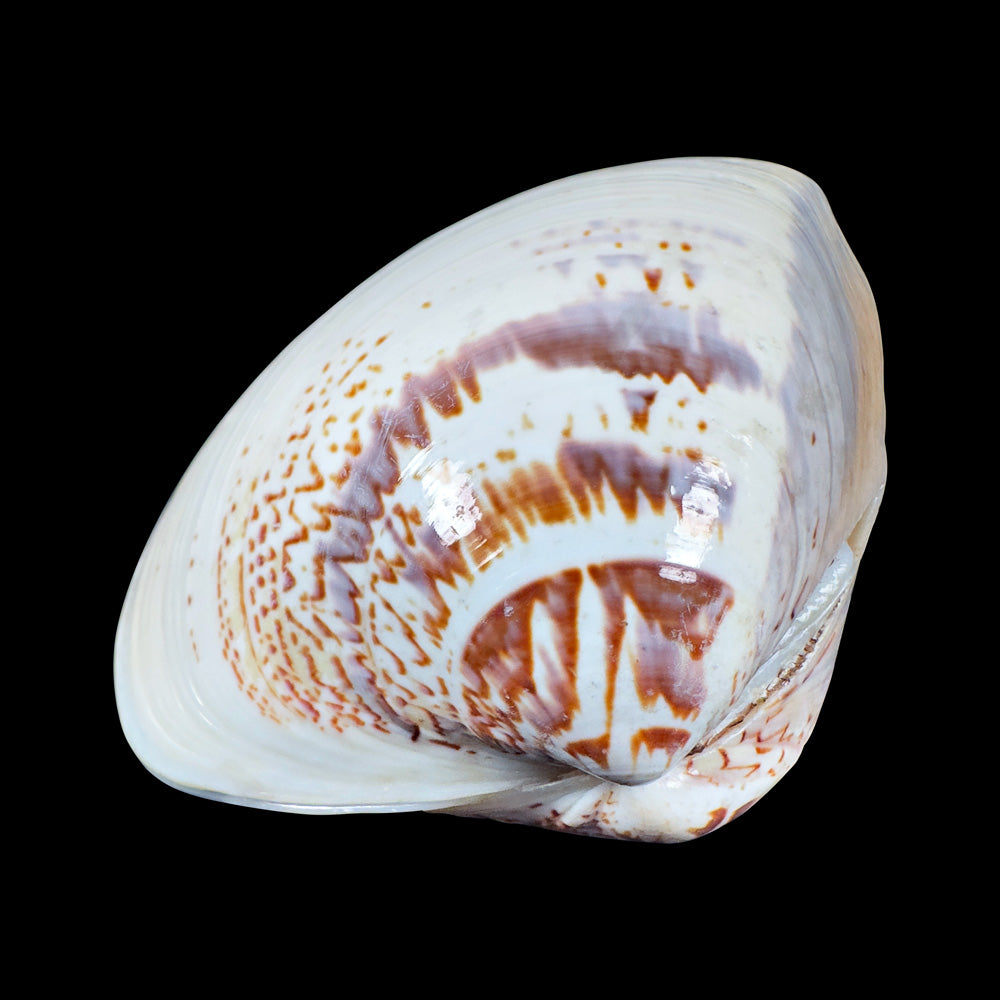Japanese Hamaguri Shell Kōgō Gold Leaf Interior with Mandarin Duck Motif (Pre-loved)
