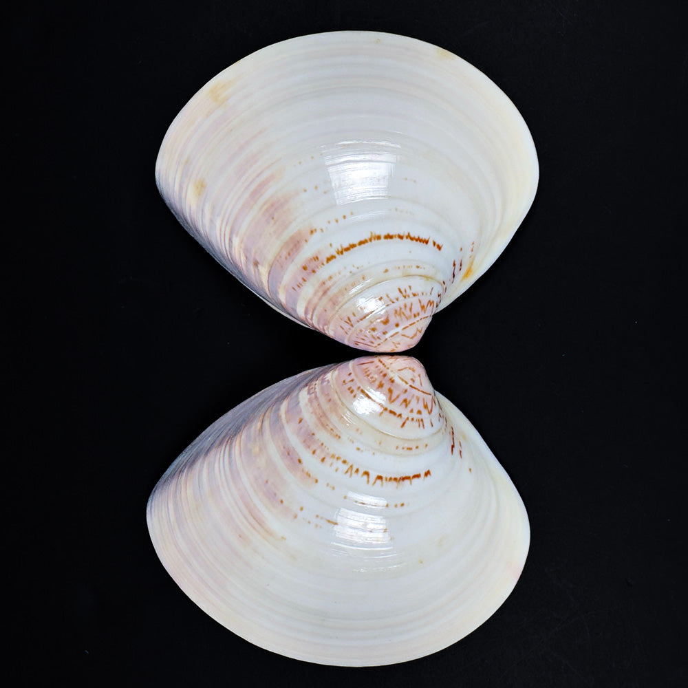 Japanese Hamaguri Shell Kōgō Tale of Genji with Shippo Motif (Pre-loved)