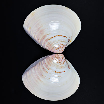 Japanese Hamaguri Shell Kōgō Tale of Genji with Shippo Motif (Pre-loved)