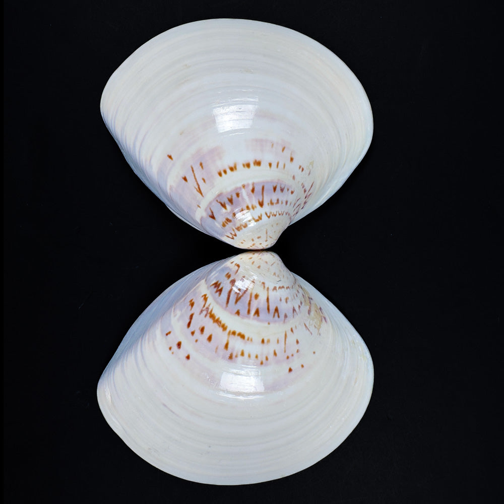 Japanese Hamaguri Shell Kōgō — White Rabbit Amid Verdant Foliage (Pre-loved)