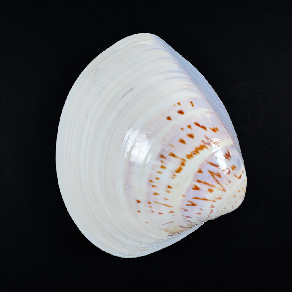 Japanese Hamaguri Shell Kōgō — White Rabbit Amid Verdant Foliage (Pre-loved)