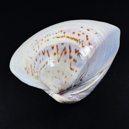Japanese Hamaguri Shell Kōgō — White Rabbit Amid Verdant Foliage (Pre-loved)